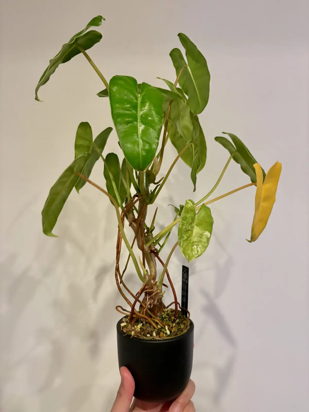 フィロデンドロン　バールマルクス　斑入り