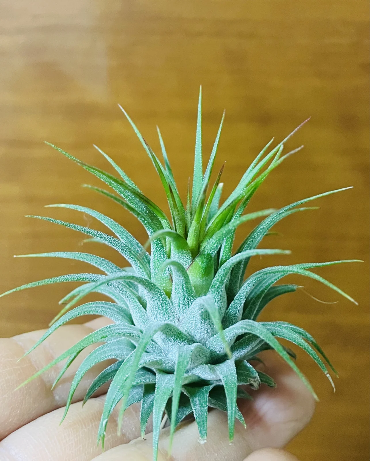 ティランジア イオナンタ ロシータ