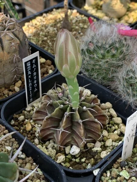 ギムノカリキウム 瑞雲丸×LB2178