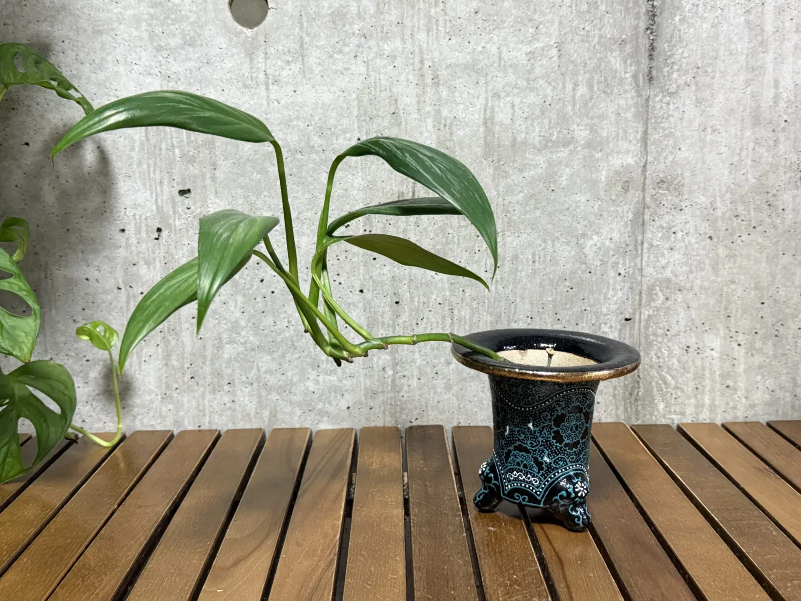 エピプレムヌム シルバーストライプ