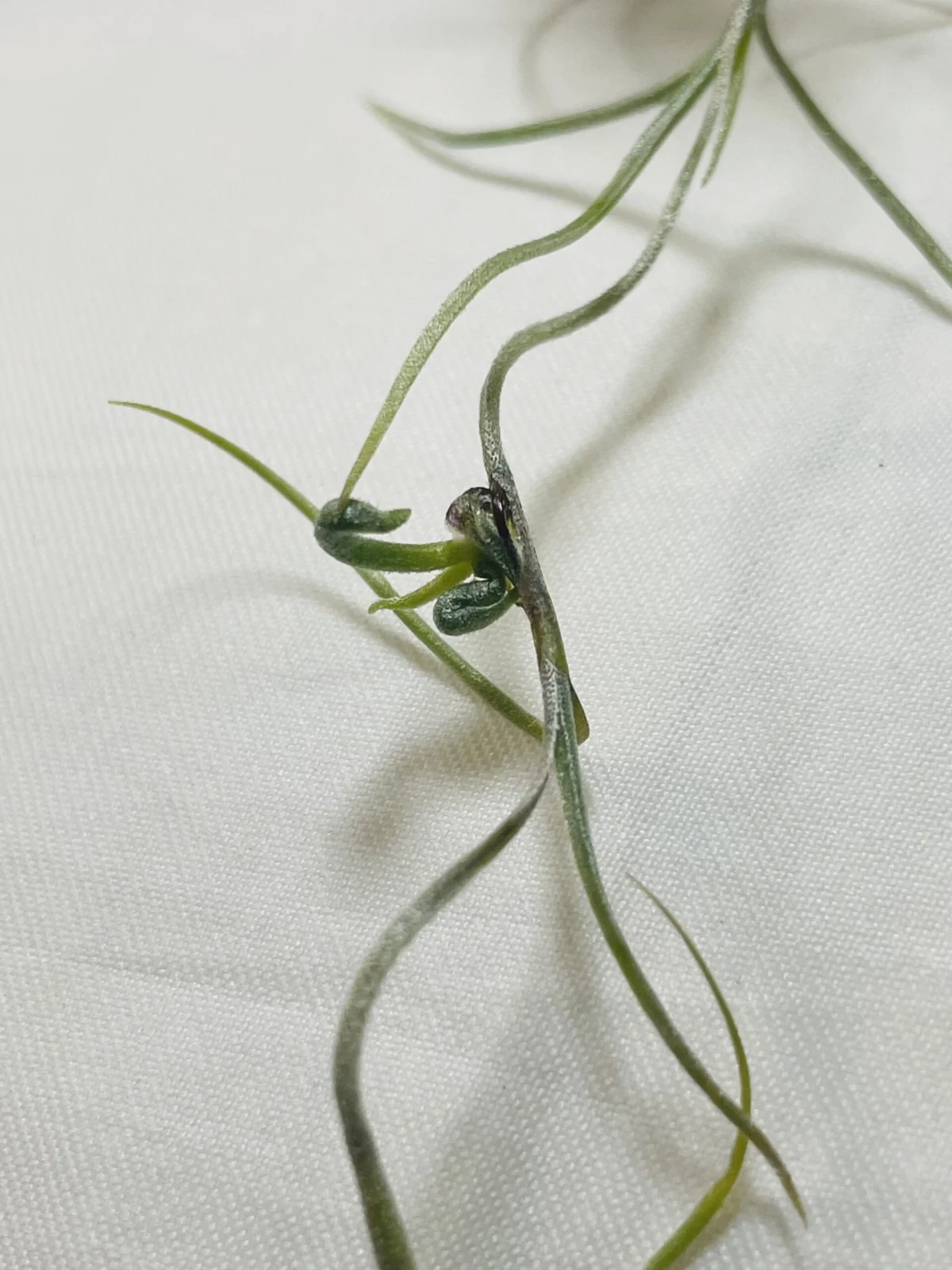 ティランジア ウスネオイデス 新芽