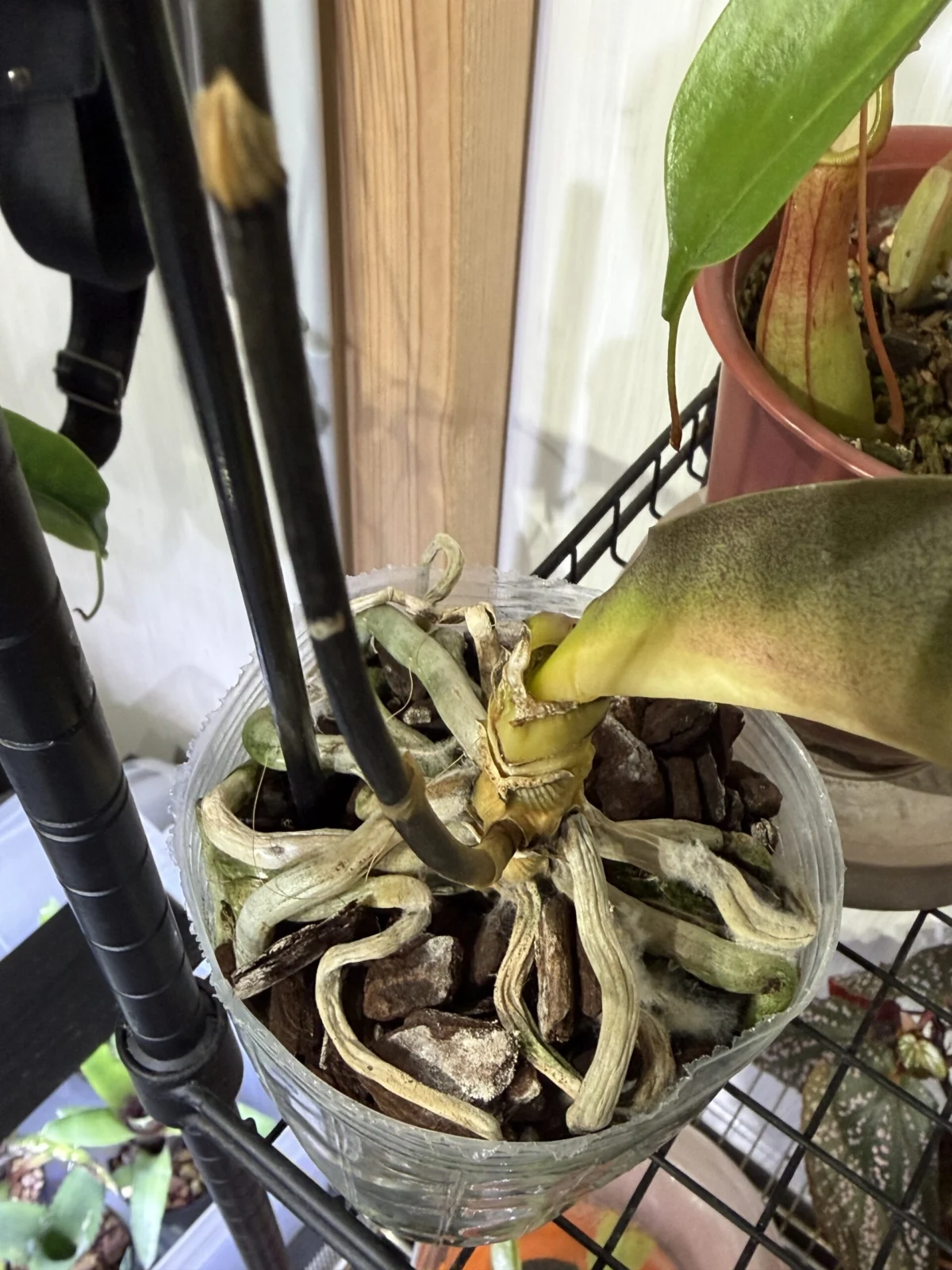 ファレノプシス モナコ 胡蝶蘭