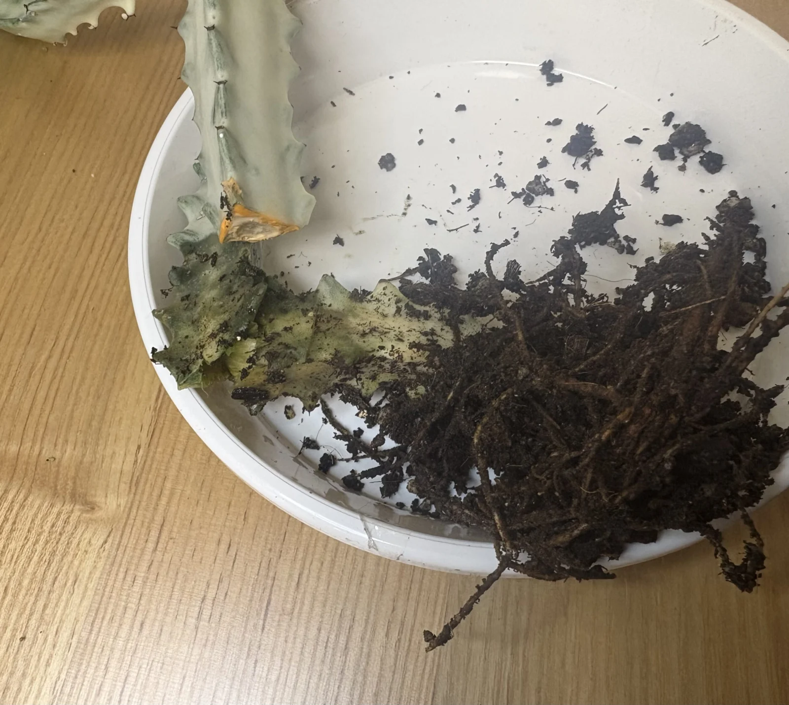 ユーフォルビア　ホワイトゴースト　Euphorbia lactea ‘White Ghost’