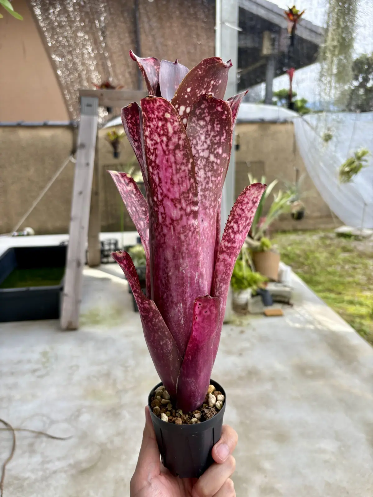 ビルベルギア ハレルヤ