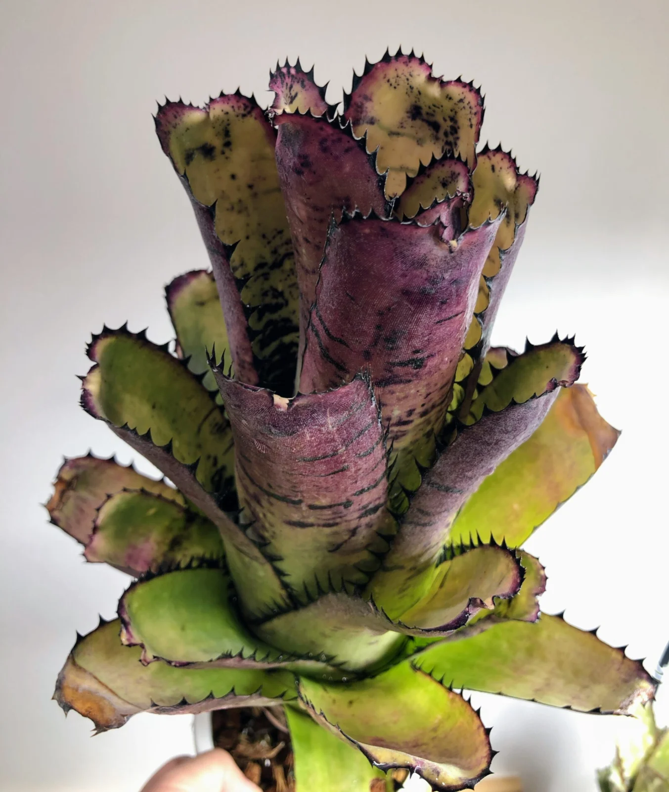 ビルベルギア サンデリアーナ