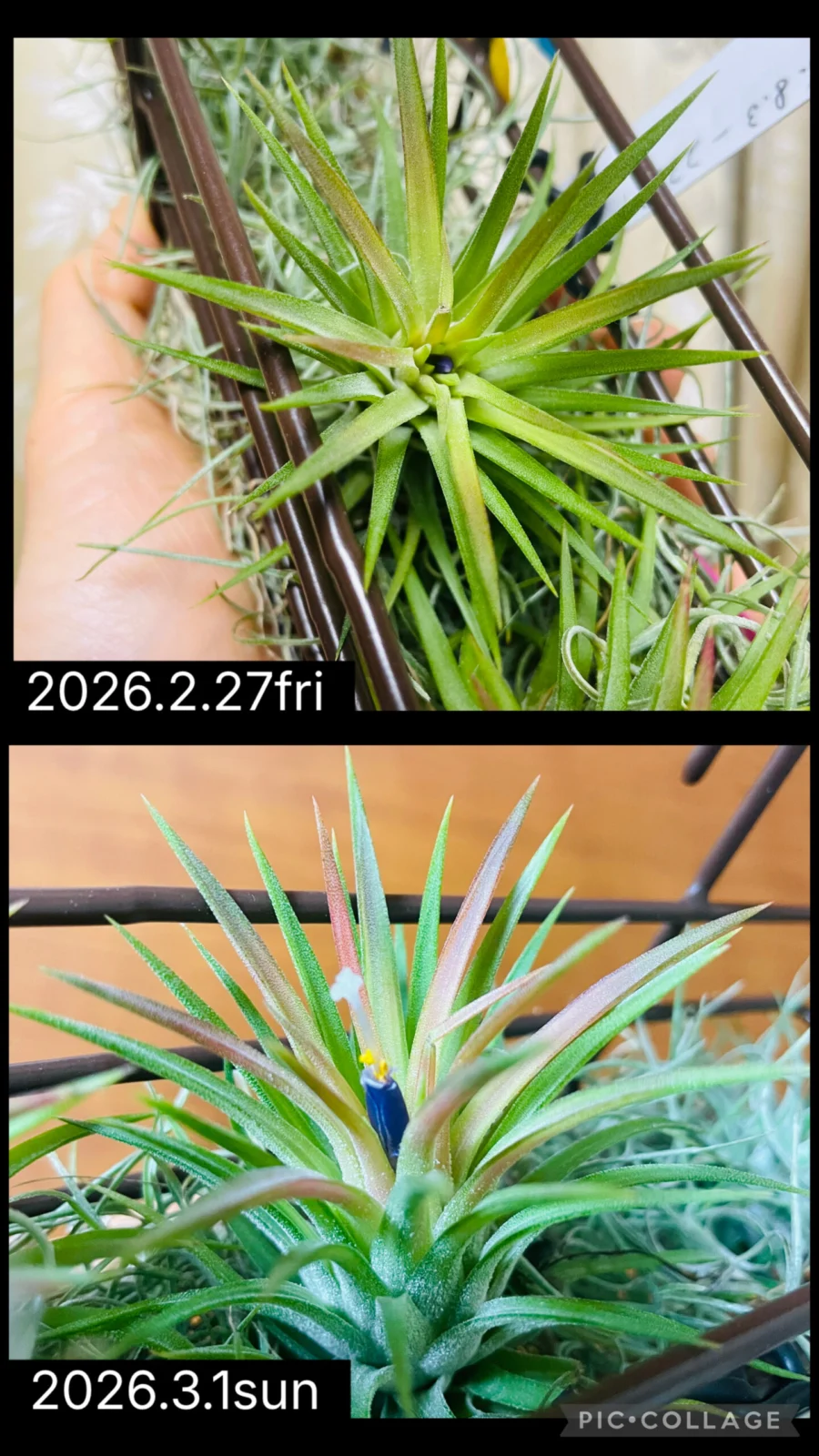 ティランジア　イオナンタ　バリエガータ　花