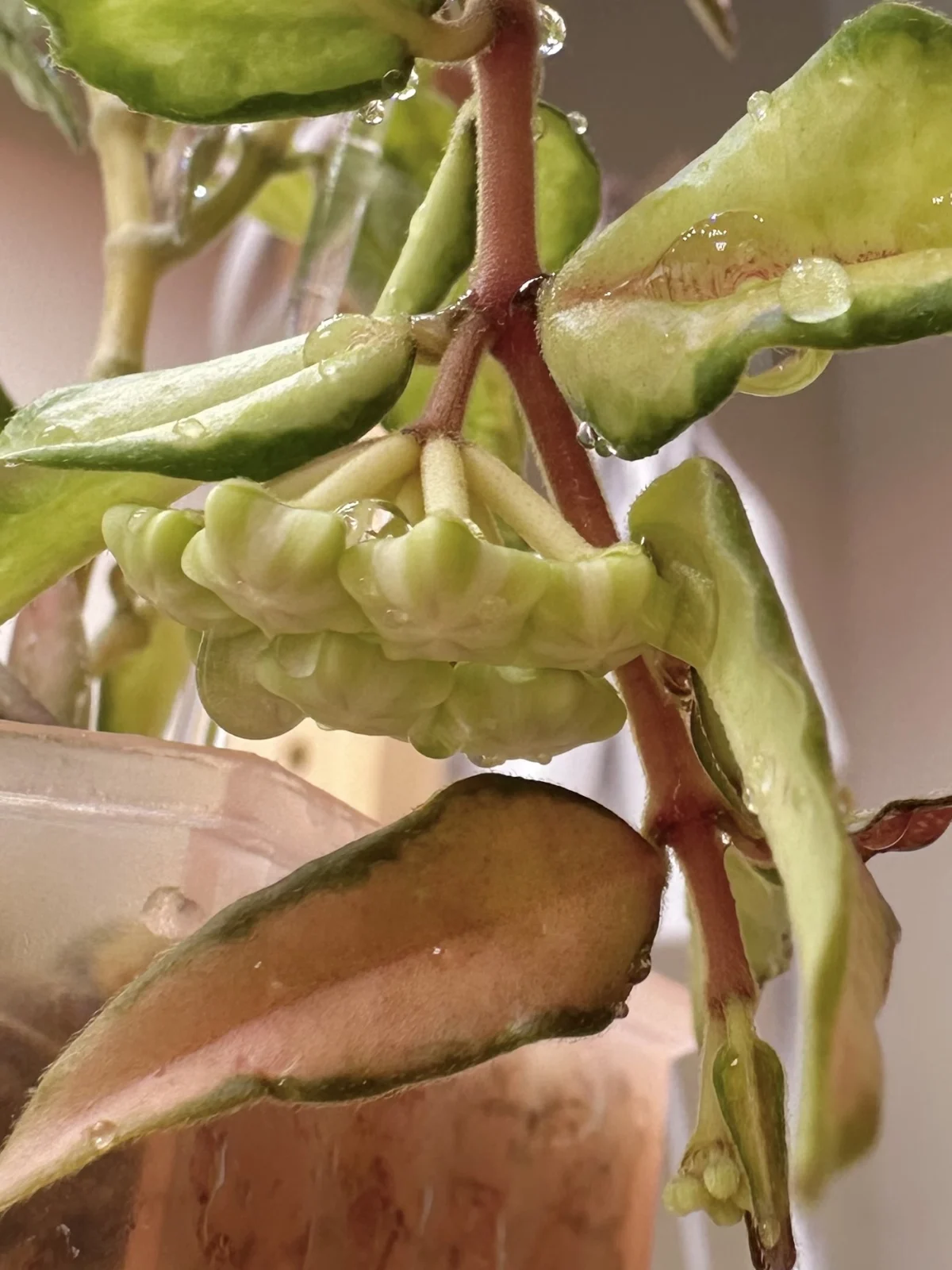 ホヤ　ベラ　バリエガータ　花座