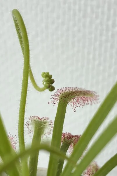 食虫植物 モウセンゴケ
