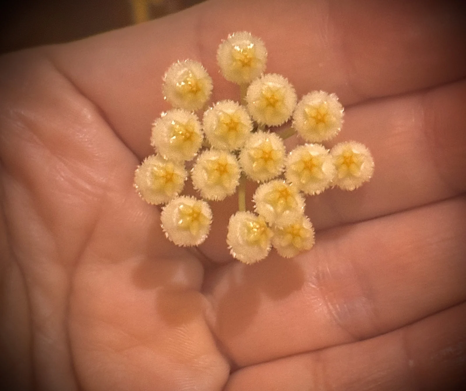 ホヤ　クローニアナシルバー　花