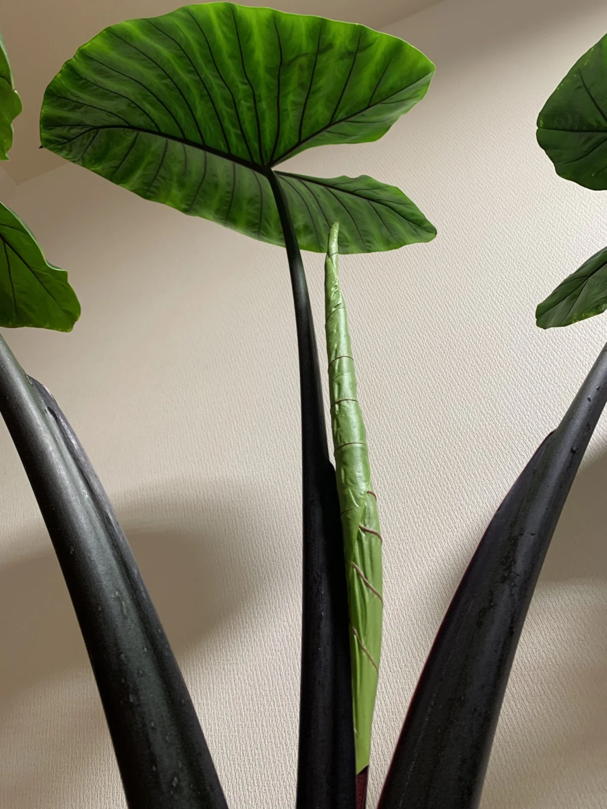アロカシア　ブラックステム