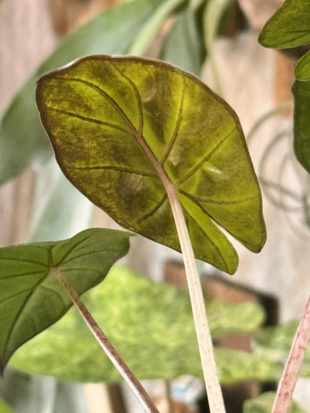 アロカシア　ユカタンプリンセス　葉裏