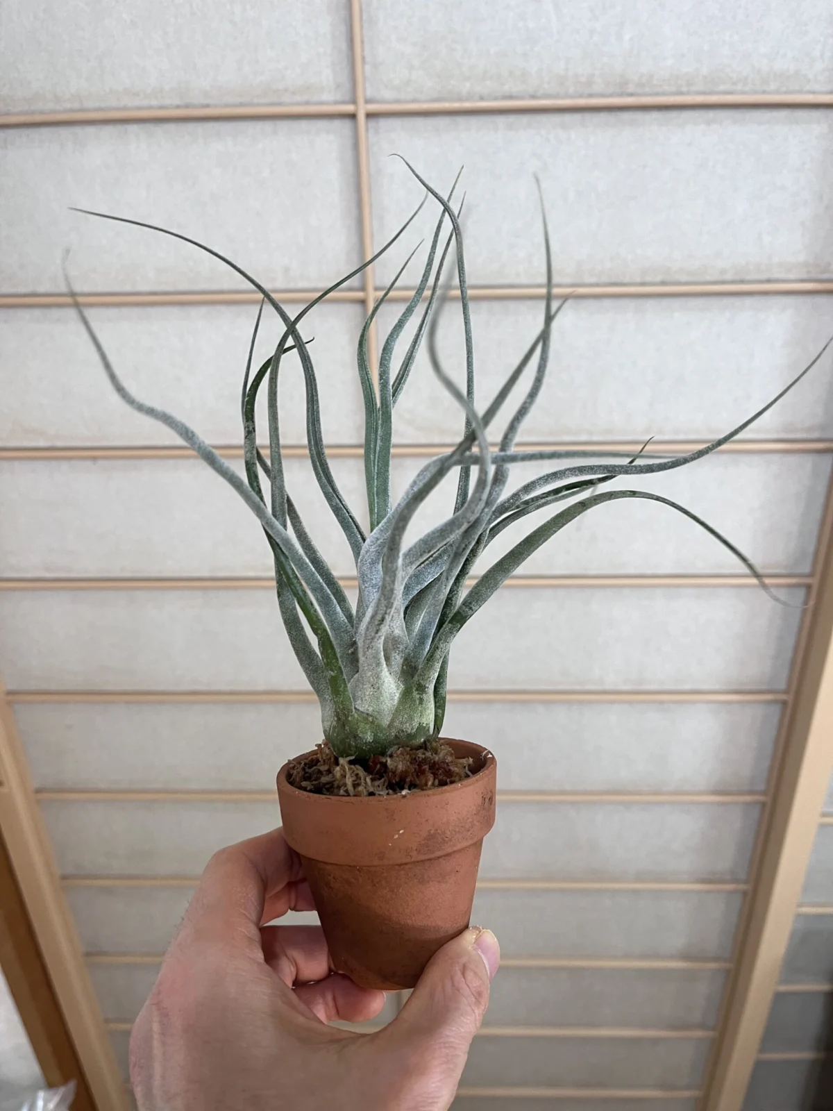 ティランジア ソノランスノー