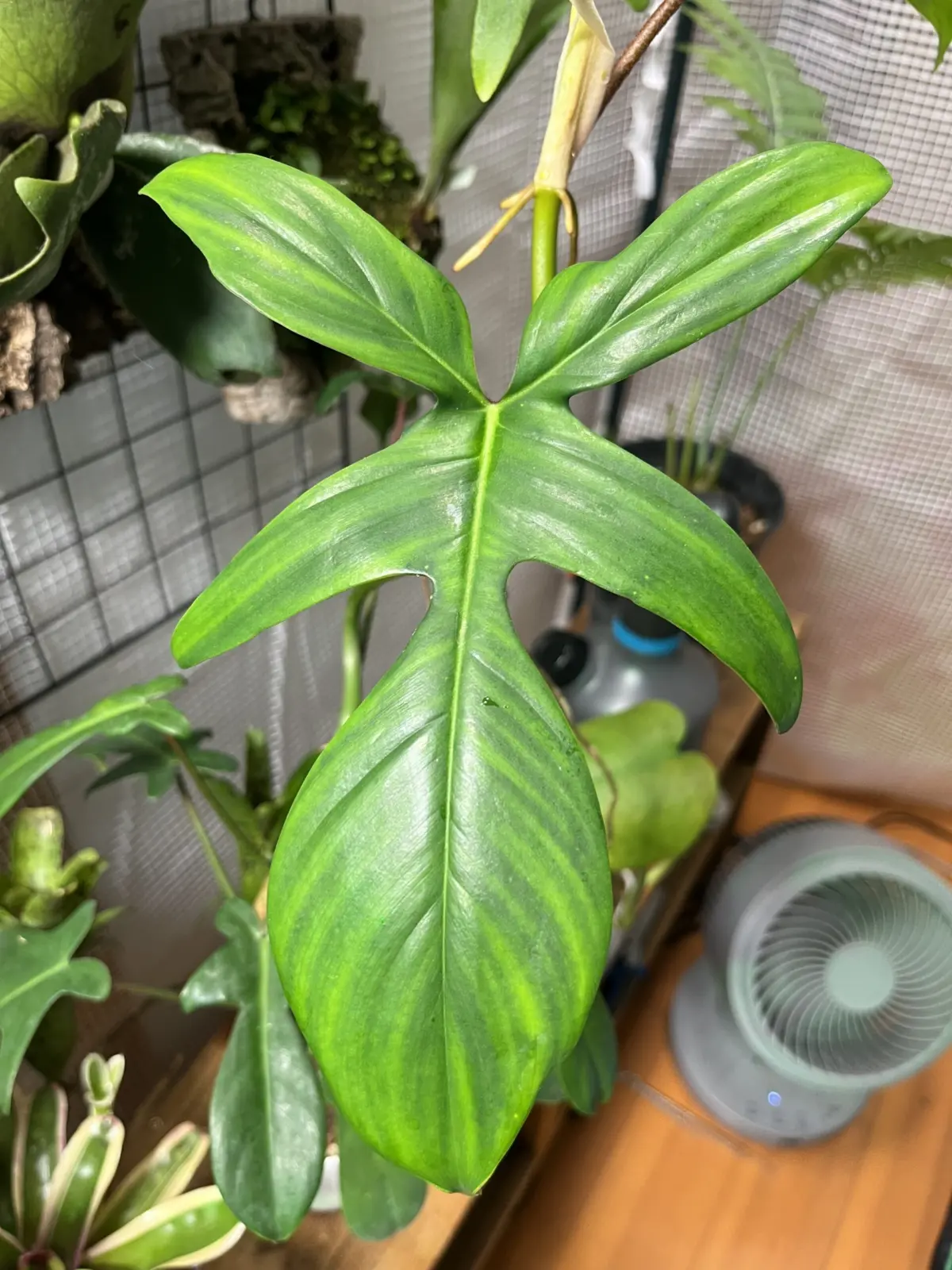 フィロデンドロン　フロリダ