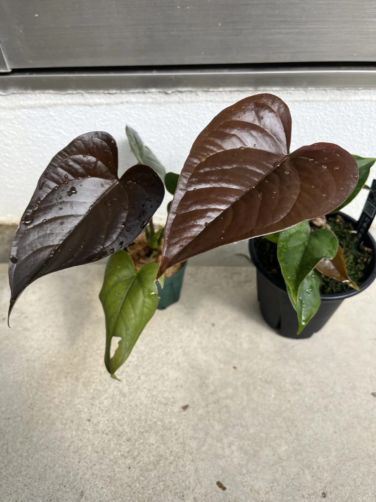 アンスリウム　トムズレッド