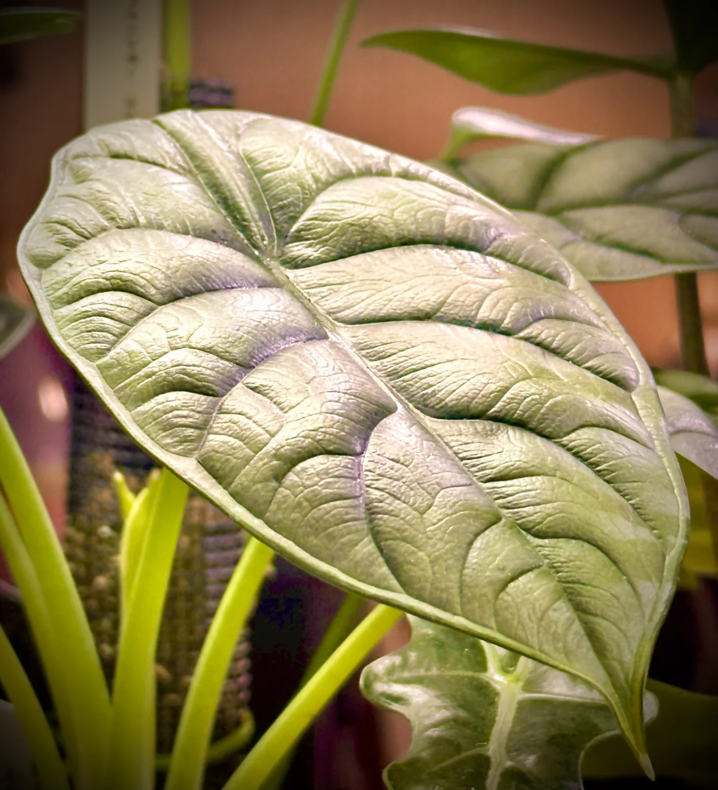 アロカシア　シルバードラゴン