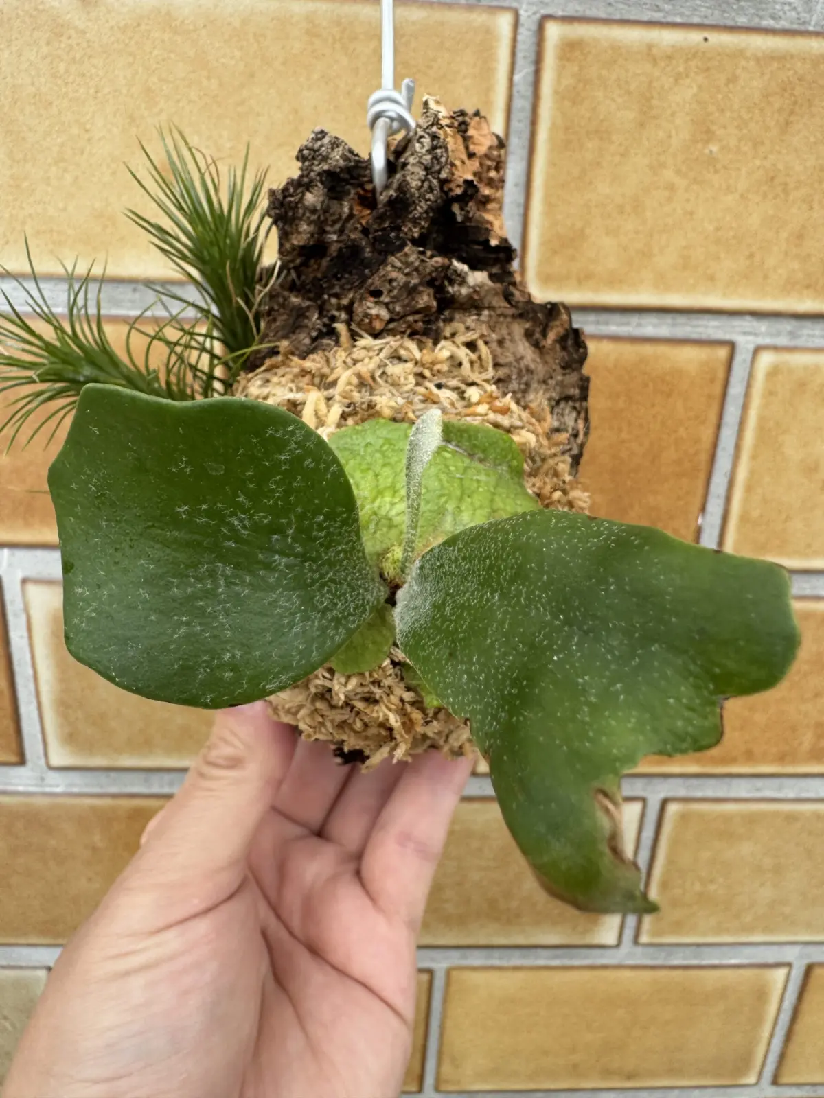 ビカクシダ ネザーランド ホムセン