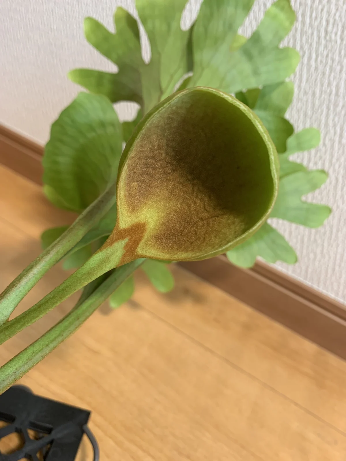 ビカクシダ　リドレイ