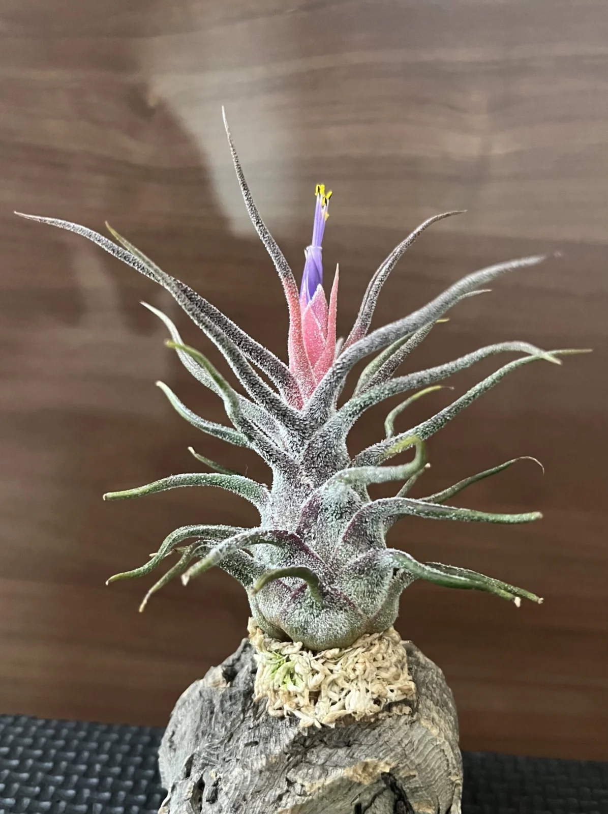 ティランジア プルイノーサ 花
