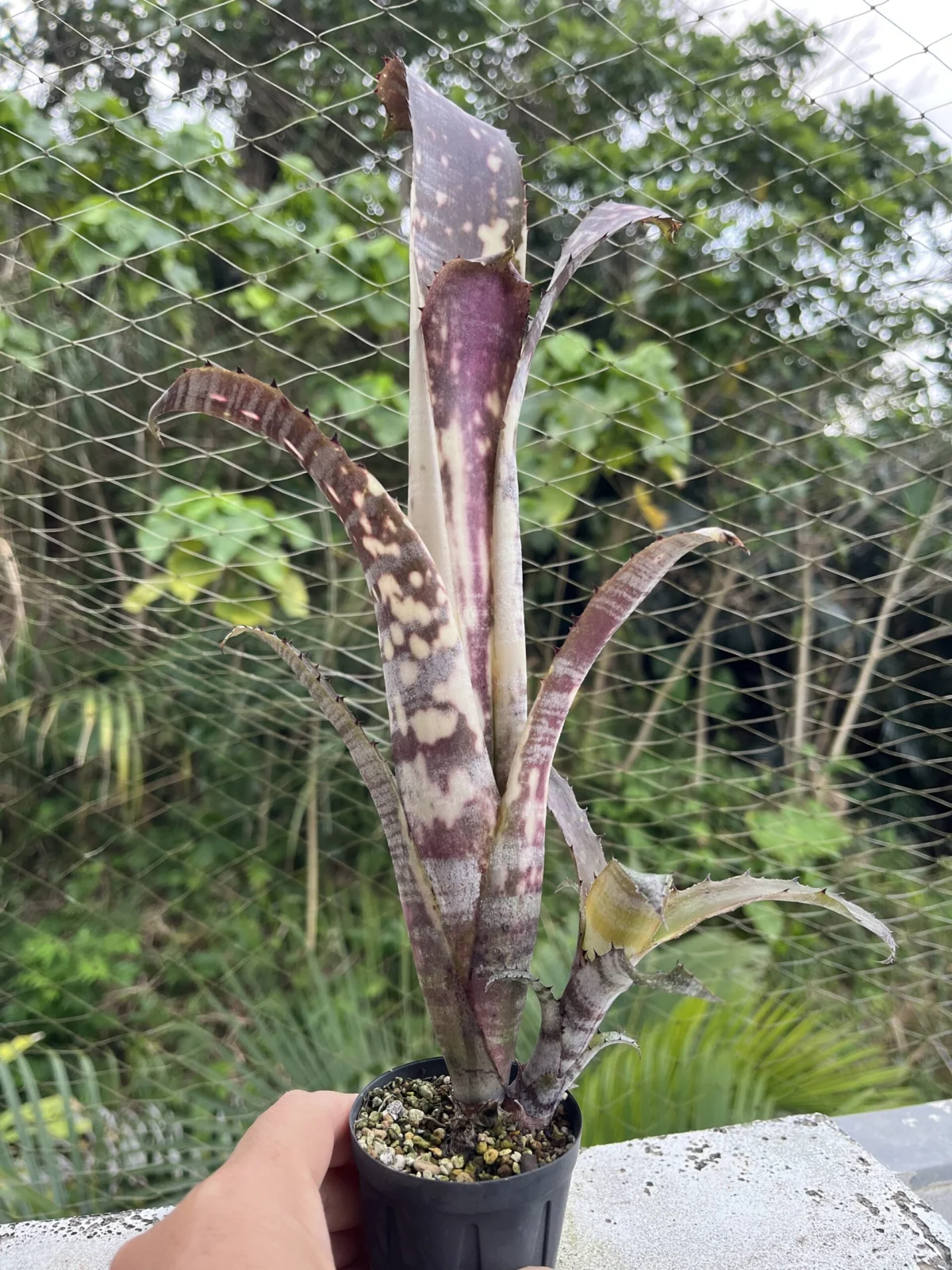 ビルベルギア　パイプライン