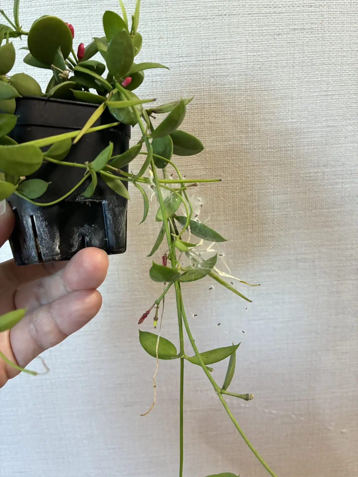 ディスキディア　カンガルーポケット