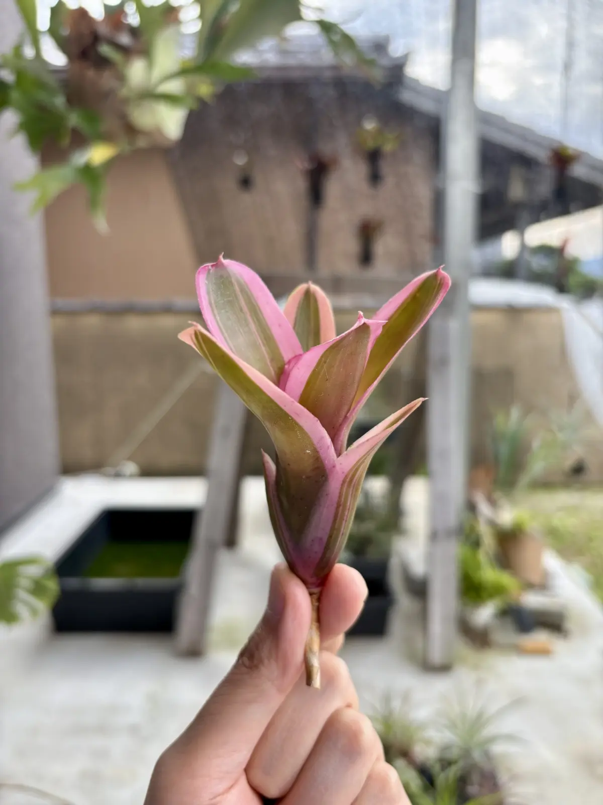 ネオレゲリア ベイビーケイクス