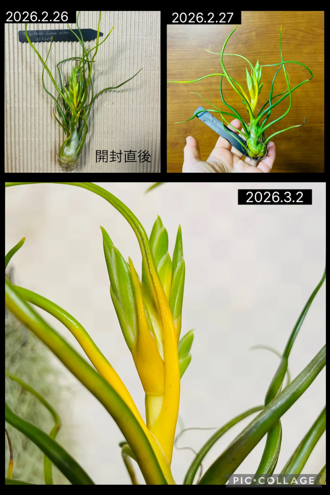 ティランジア ブルボーサ アルバ