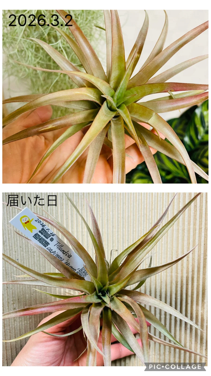 ティランジア カピタータ マロン