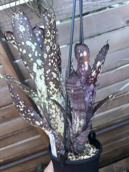 ビルベルギア カハカイ