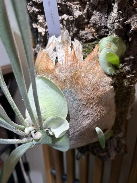 ビカクシダ　ライディーン　新葉萎縮
