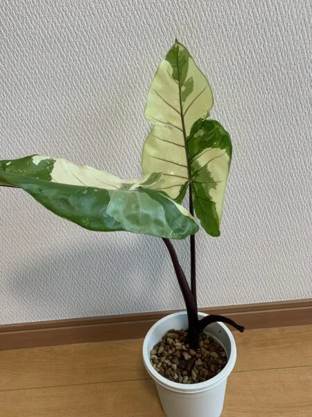 アロカシア ブラックステム斑入り