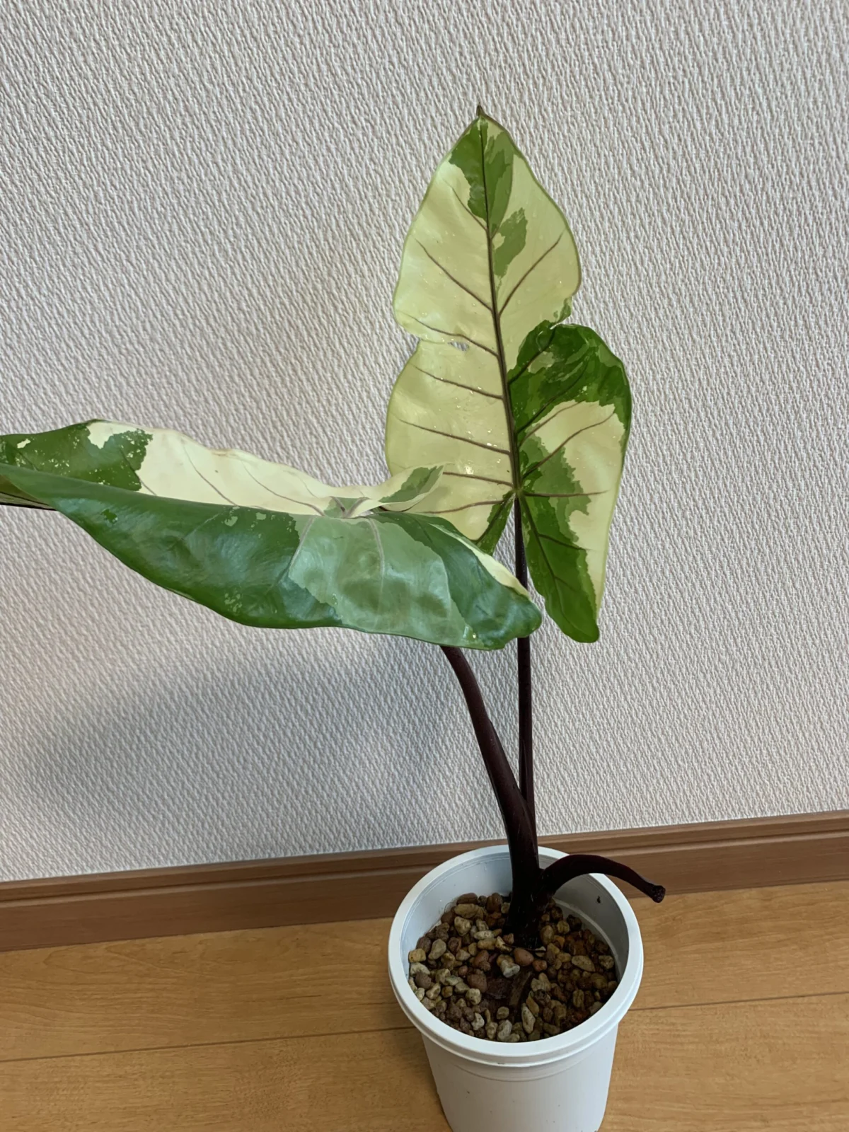 アロカシア　ブラックステム斑入り