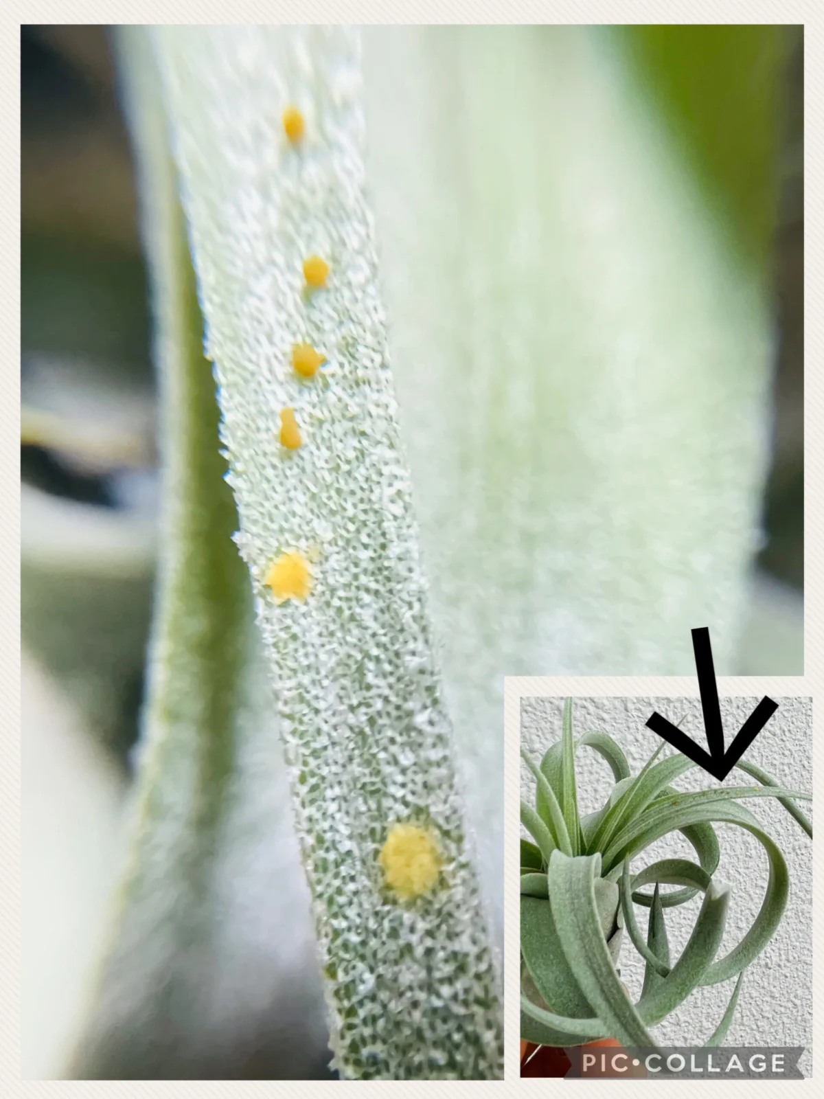 ティランジア キセログラフィカ×ストレプトフィラ 害虫 卵