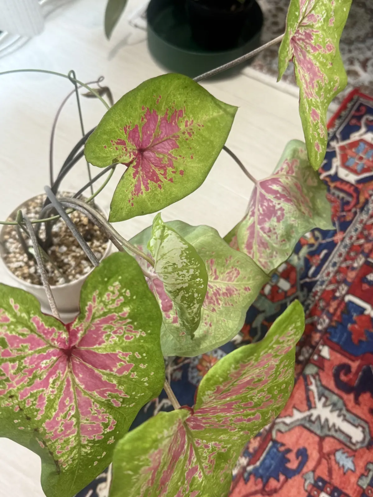 開かないカラジウム