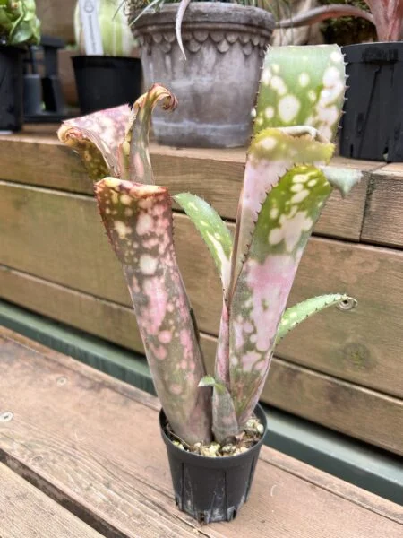 ビルベルギア　コールドフュージョン