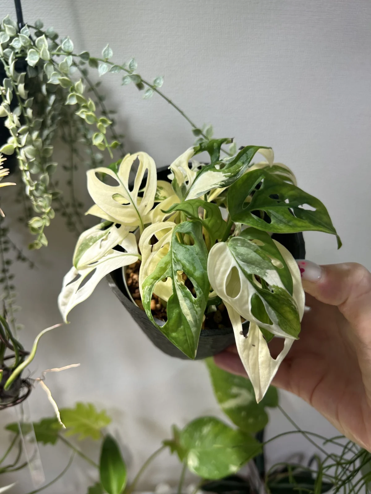 マドカズラ 斑入り　横浜