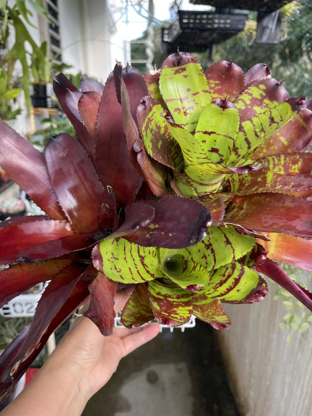 ネオレゲリア　イエローブリックロード