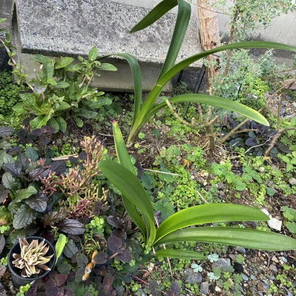 クンシラン