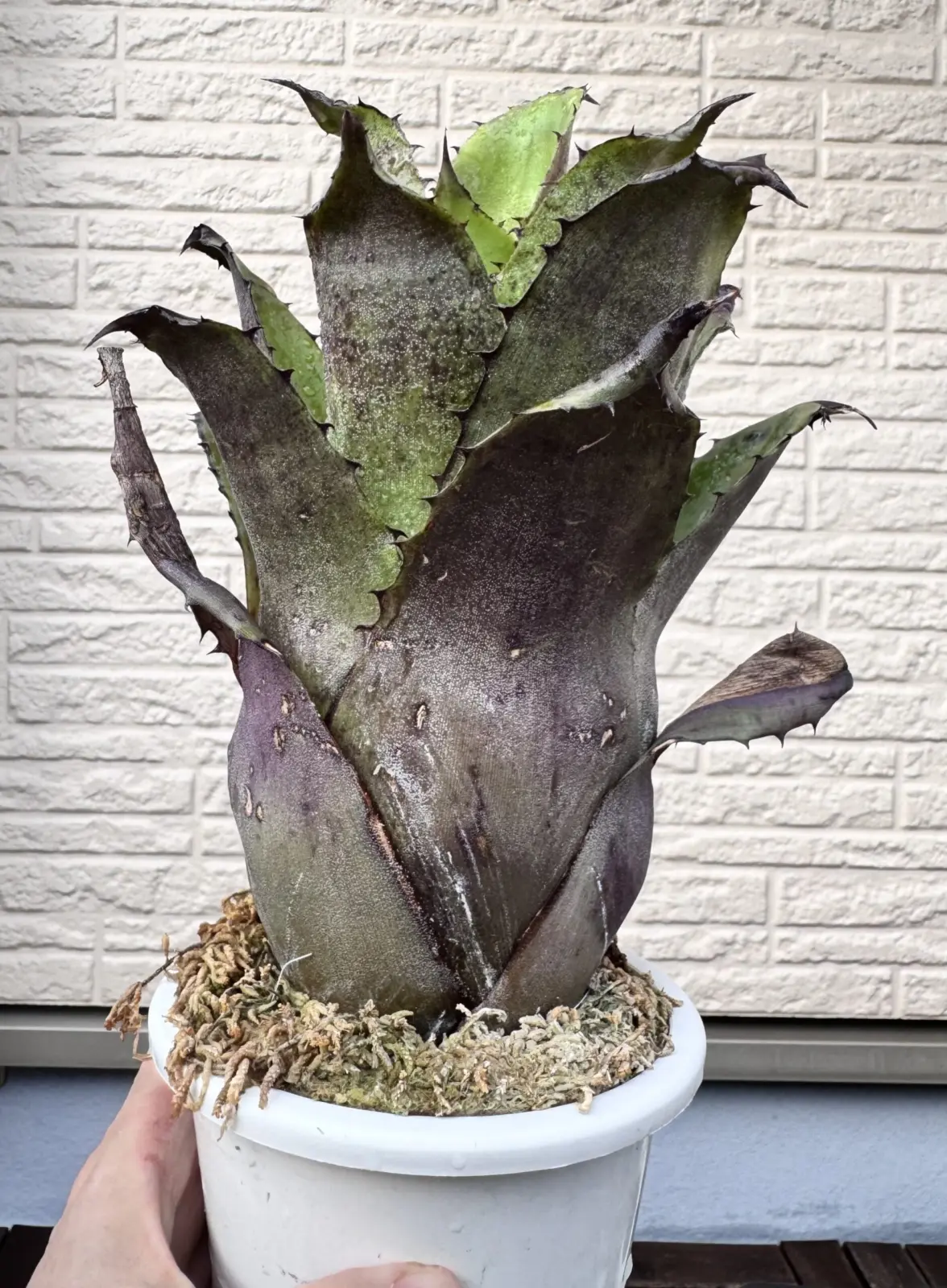 ホヘンベルギア　レオポルドホルスティー　ダンクローン