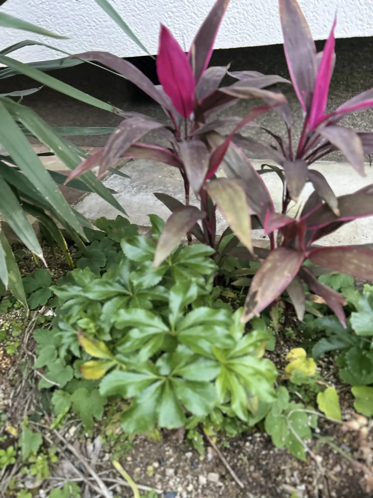 コルジルネ ジウエ