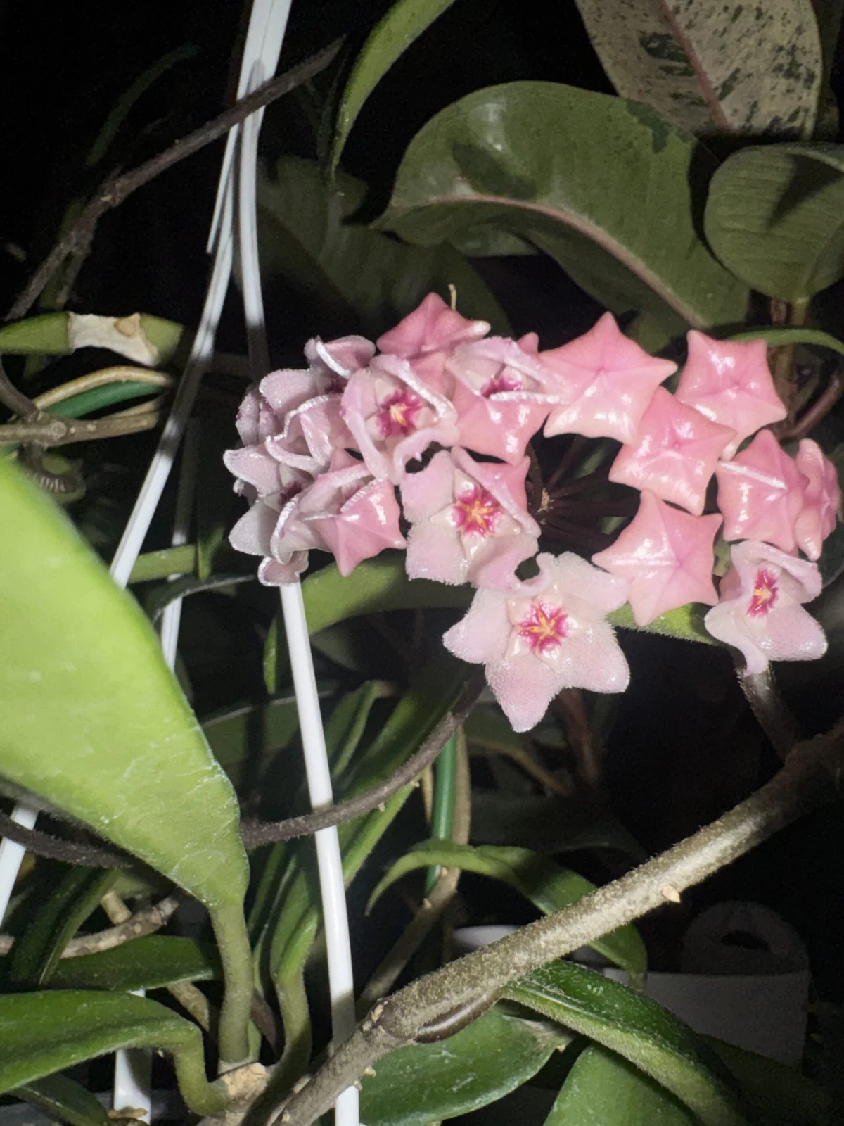ホヤ　ミニベル　花