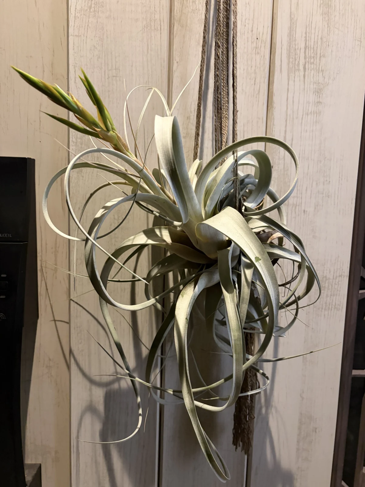 キセログラフィカ 花芽