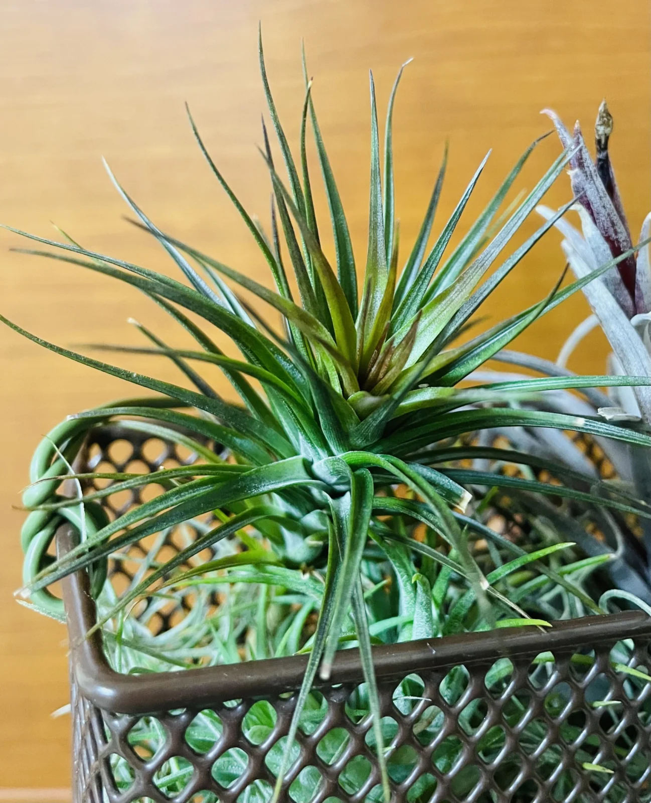 ティランジア スリナメンシス? 3種の銅葉セットのひとつ