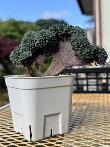 多肉植物 エケベリア ルンデリー 綴化(てっか・せっか)