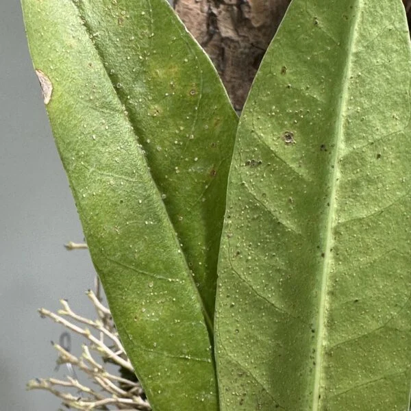 ミルメコディア　ツベローサ　蟻植物　蒸散障害