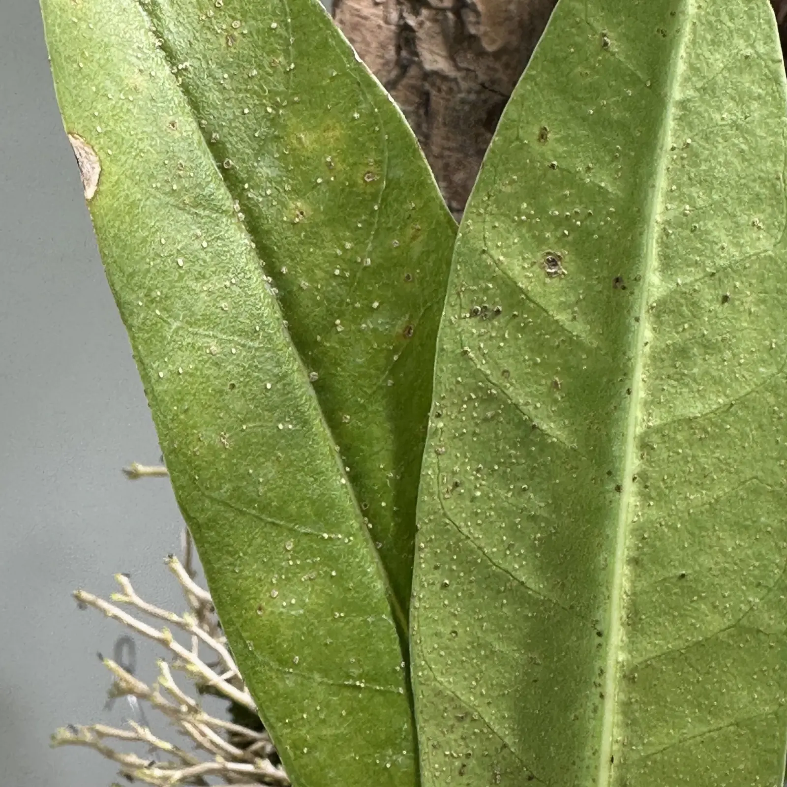 ミルメコディア　ツベローサ　蟻植物　蒸散障害