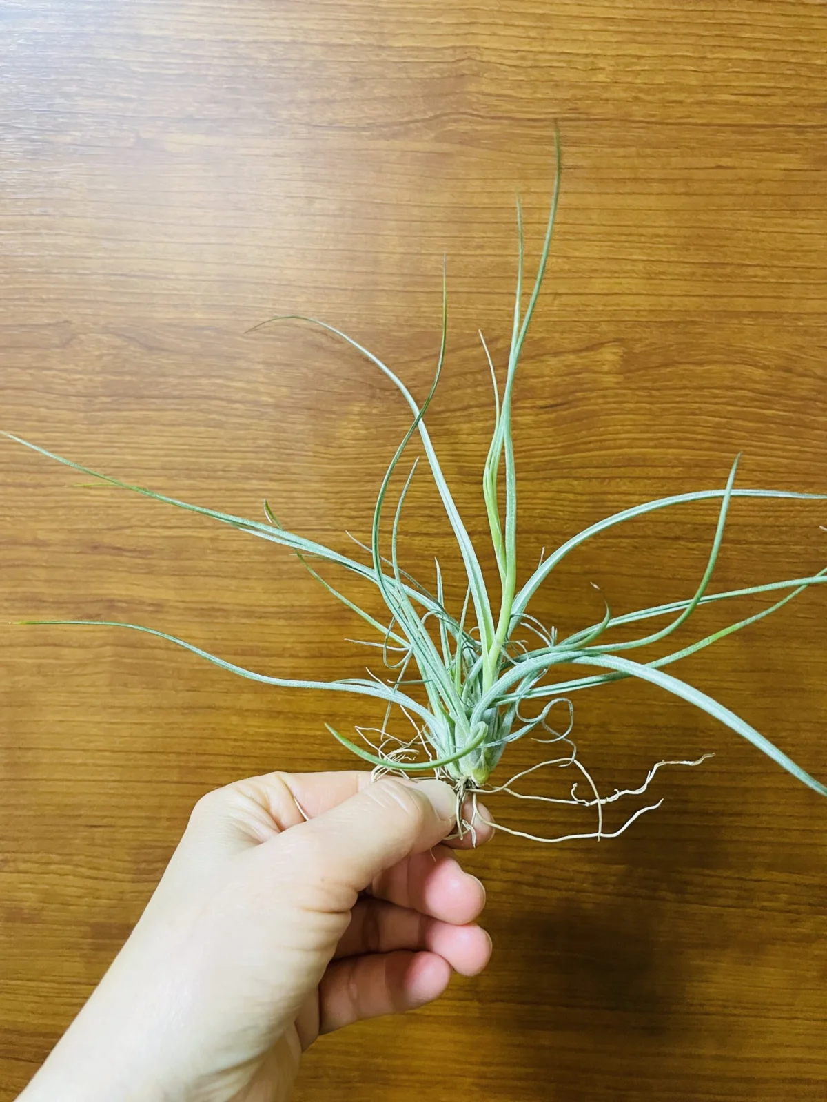 ティランジア　札落ち　ベイレイ？　伸びた？