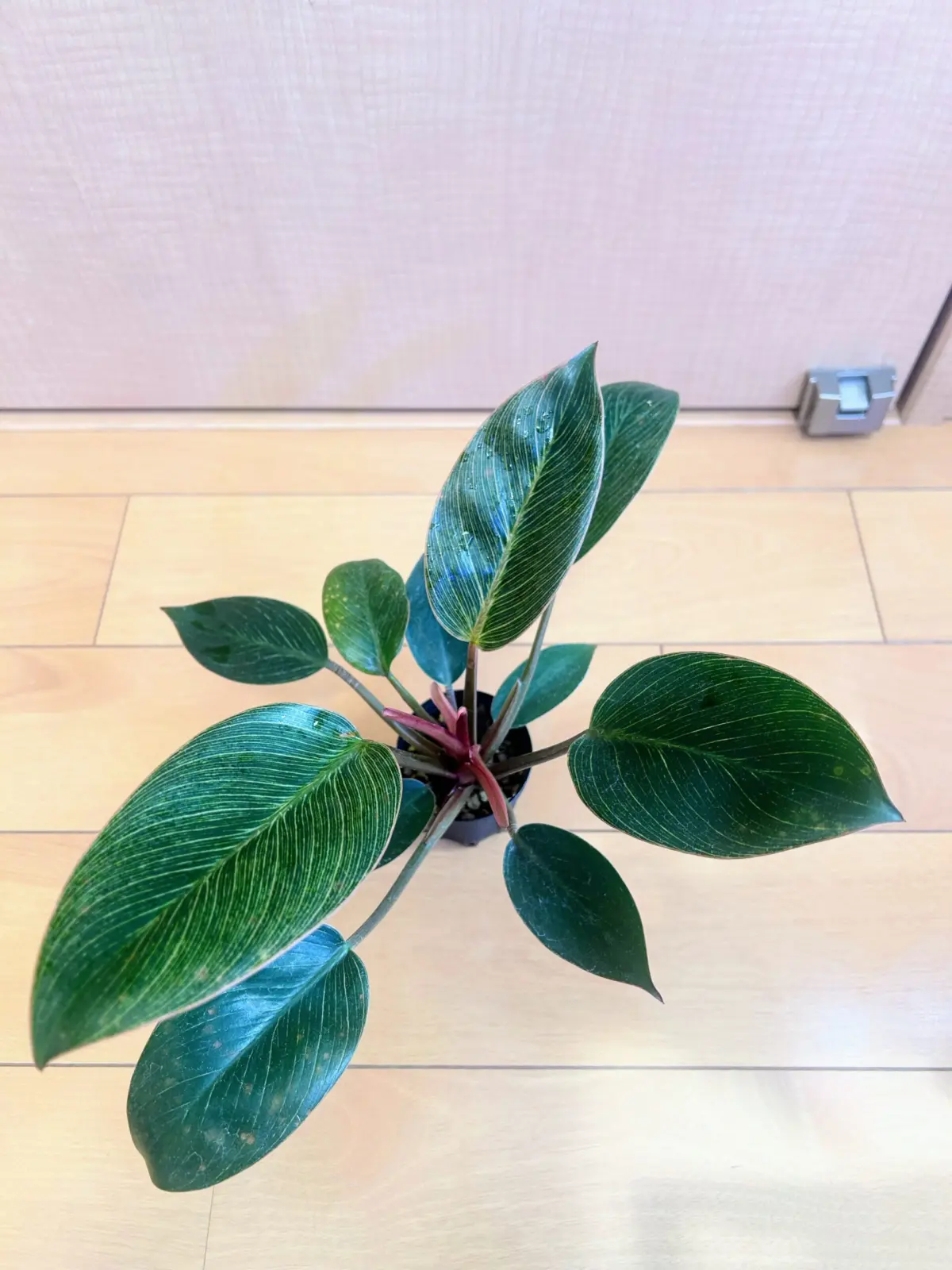 フィロデンドロン ピンクバーキン　褐斑細菌病？