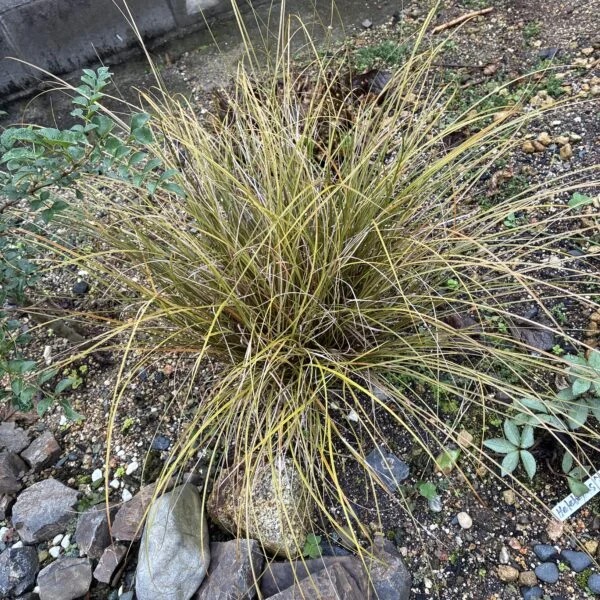カレックス