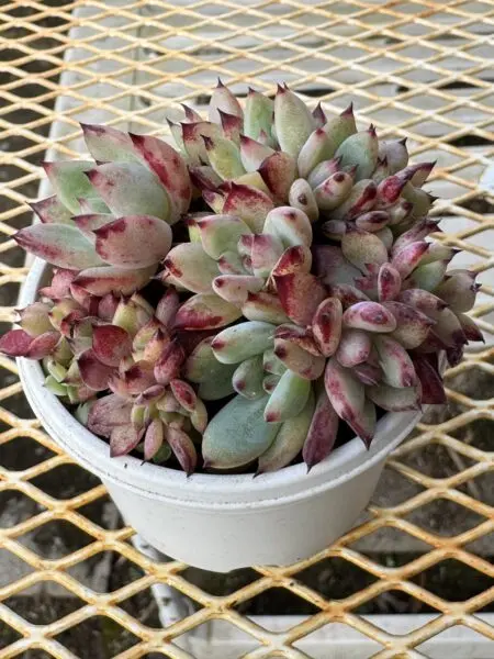 多肉植物 エケベリア ラタム 綴化(てっか・せっか)