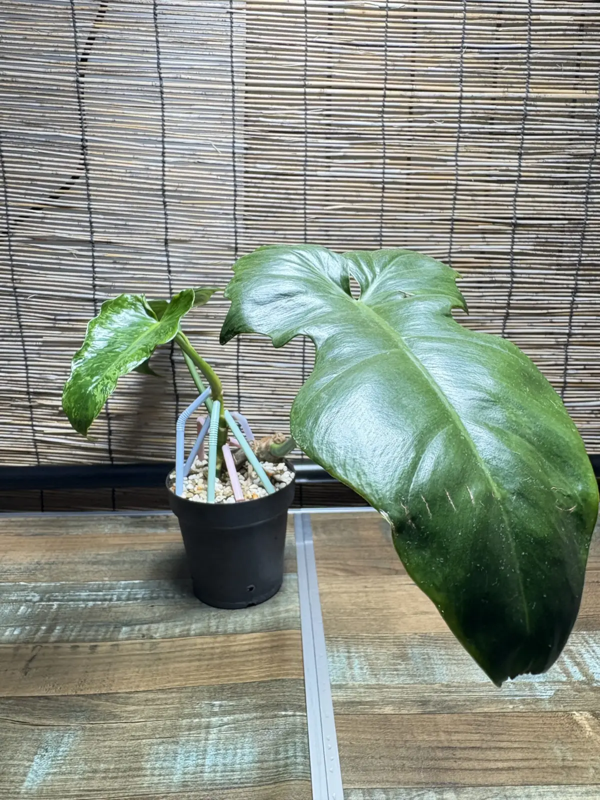 フィロデンドロン　ゴールデンドラゴン　パルテノン